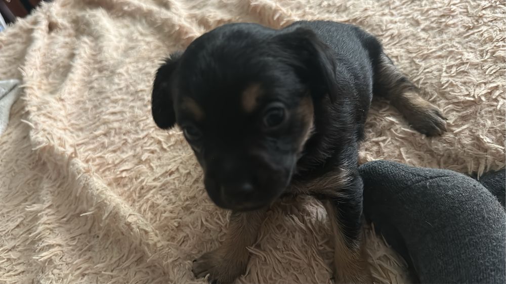 Той терьер мальчик