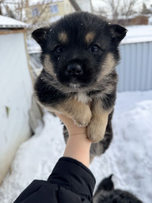 Щенки добрые и ласковые