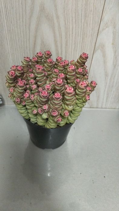 Продам денежное дерево