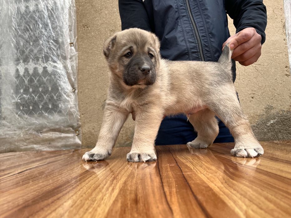 Щеное Турецкого кангала ( Чистокровный )