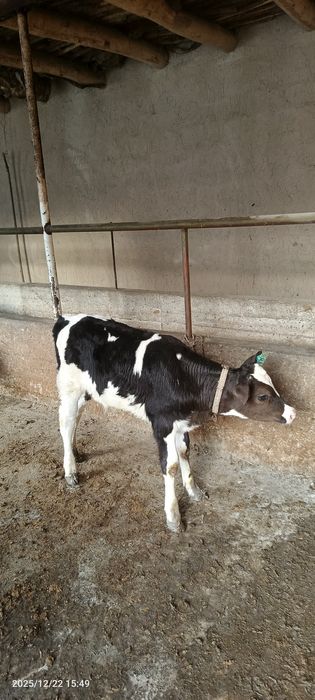 Golishten buzoq  sotiladi