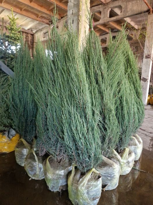 Можевельник туя яблоня ель