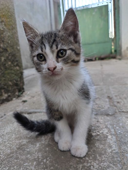 Подарявам дворни котенца