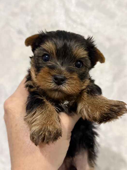 Мальчик йорчик мини