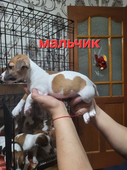 Джек рассел терьер