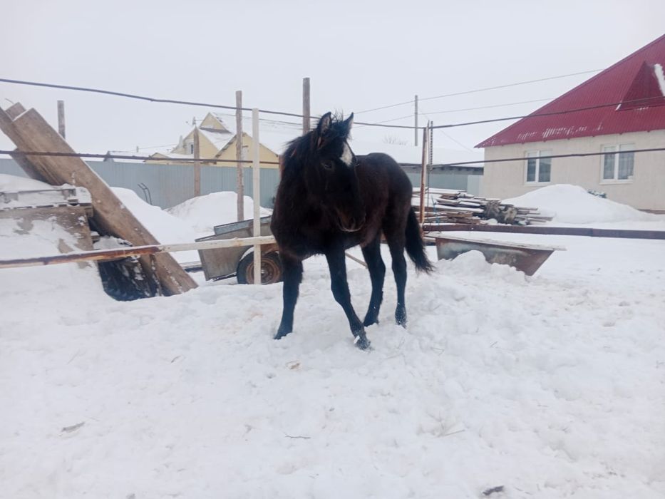 Ұрғашы жабағы сатылады