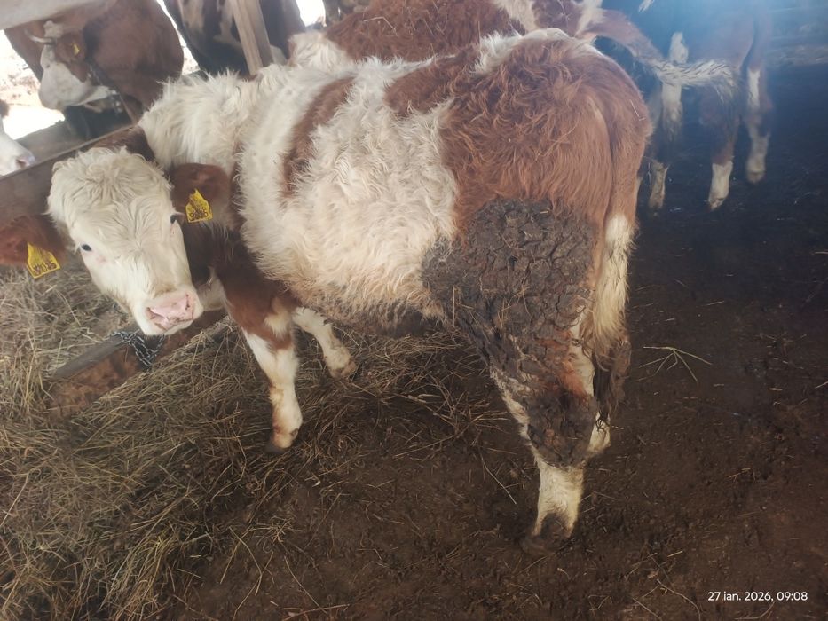 Vând 2 tauri  sănătoși si cuminți