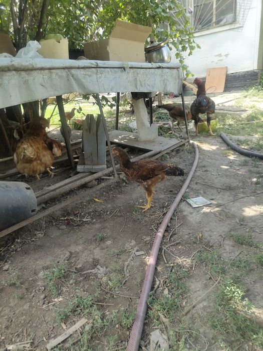 Продам курей цыплят