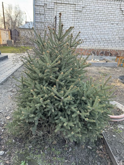 Ель 1м, 1,2 м 4 шт