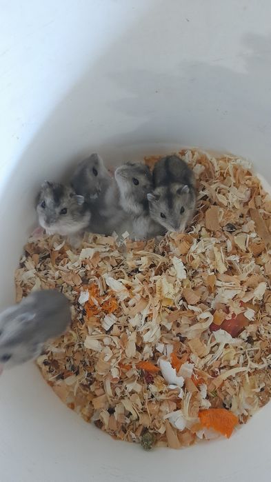 Хомячков джунгарских