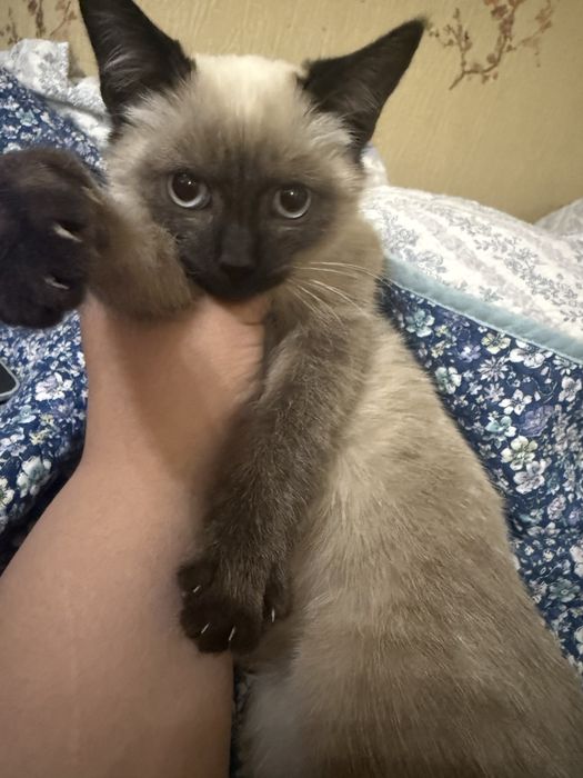 Мальчик, 2,5 месяца. Красивый, чистый, умный.