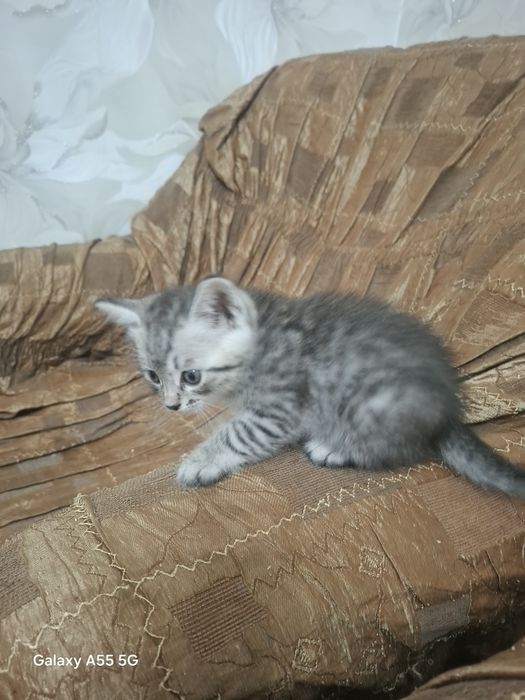 Отдам котят в хорошие руки