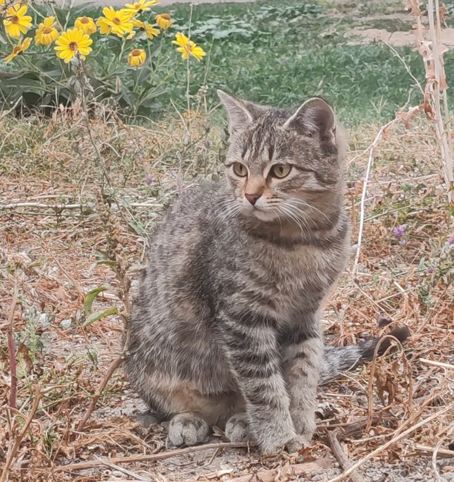 Котик бесплатный