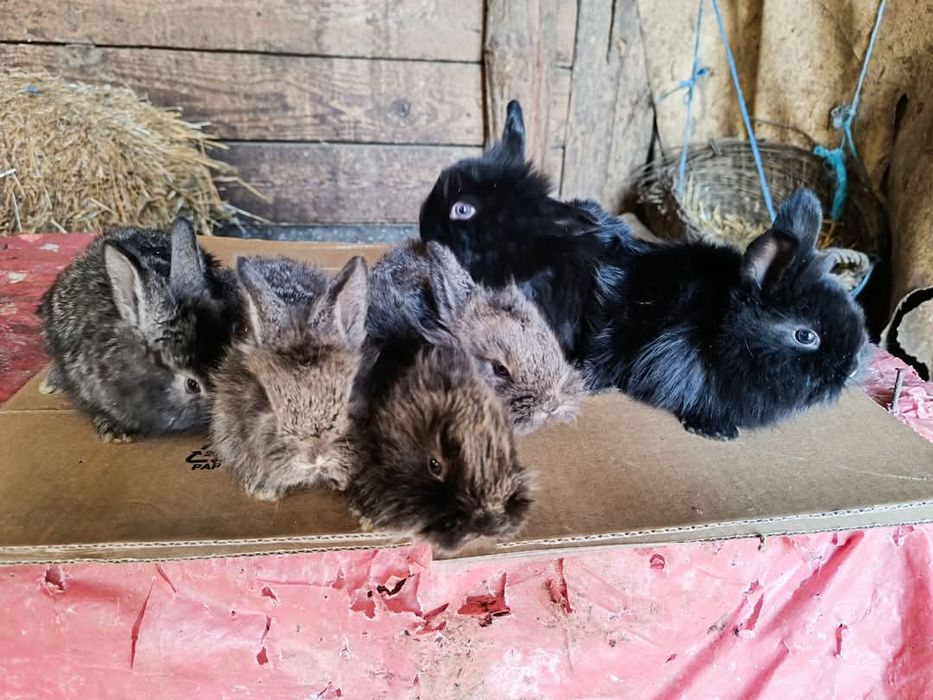 Vând iepuri cap de leu pui și maturi