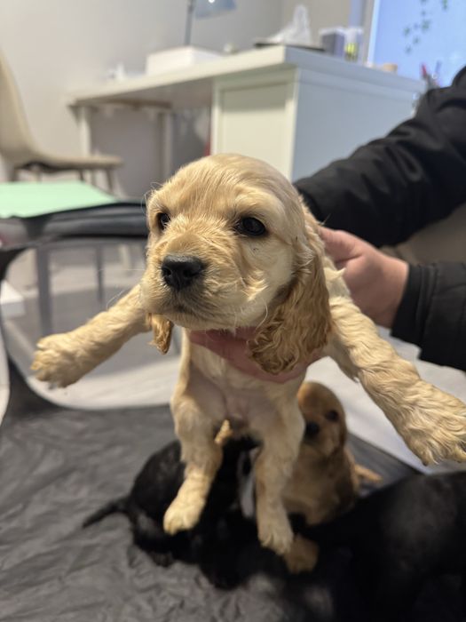 Кученца кокер шпаньол