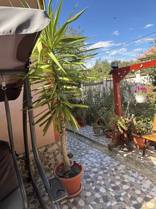 Plantă ornamentală de Yucca