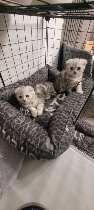 Шотландские котята