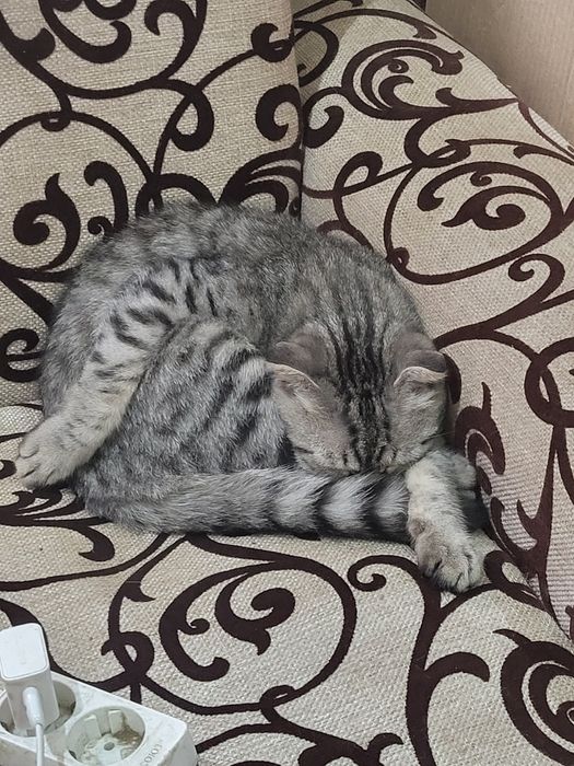 Отдам кота в хорошие руки