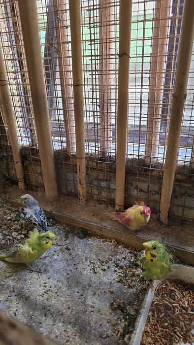 Попугай волнистые бабочка