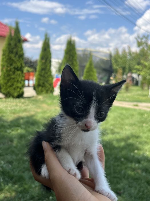 Pui de pisica cu mama ei