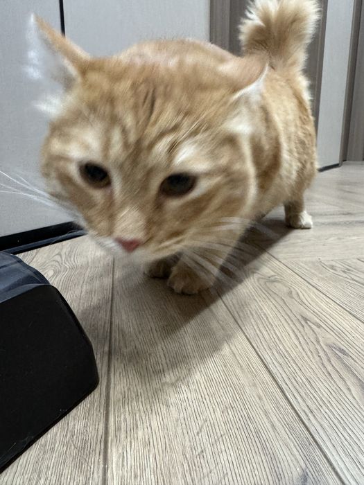 Мейн кун котенок