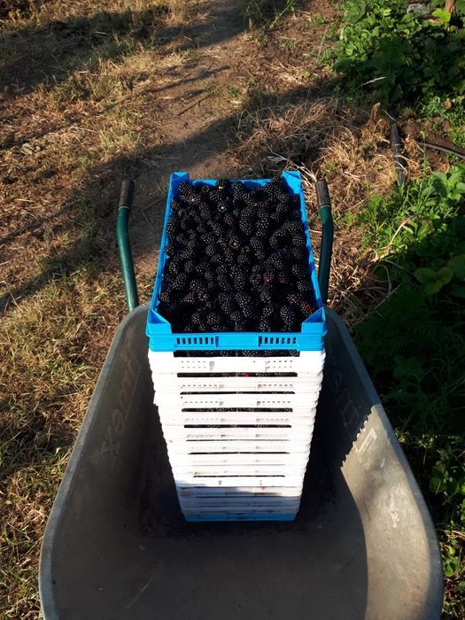 Material saditor: butasi mur si zmeur