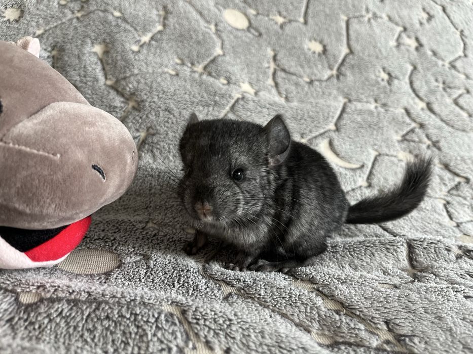 Шиншилла 2 02.03