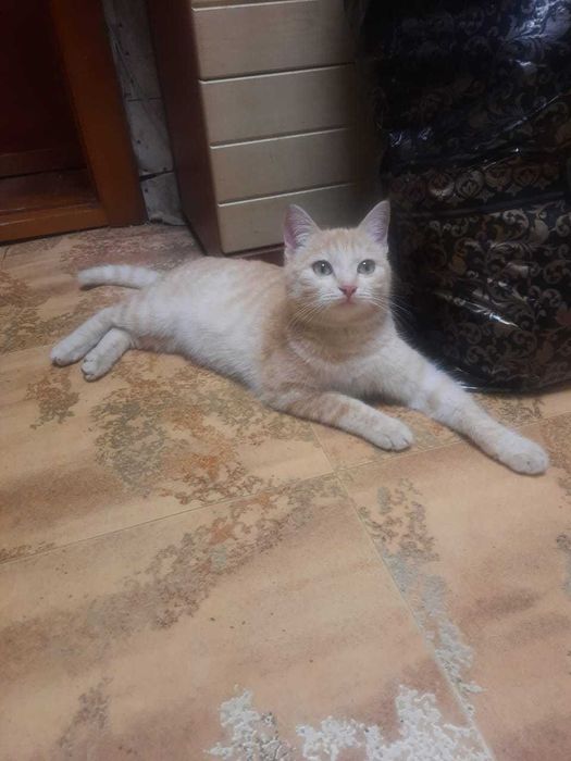 Рыженькая красавица