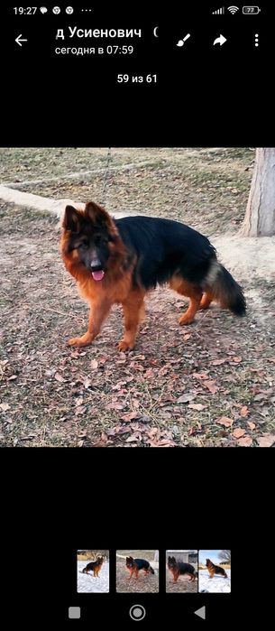 Тоха конли немис овчаркаси сотилади