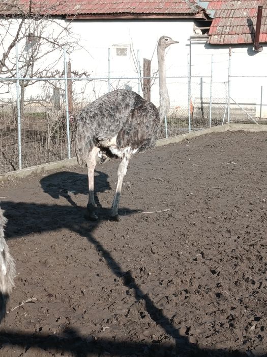 De vânzare struți !