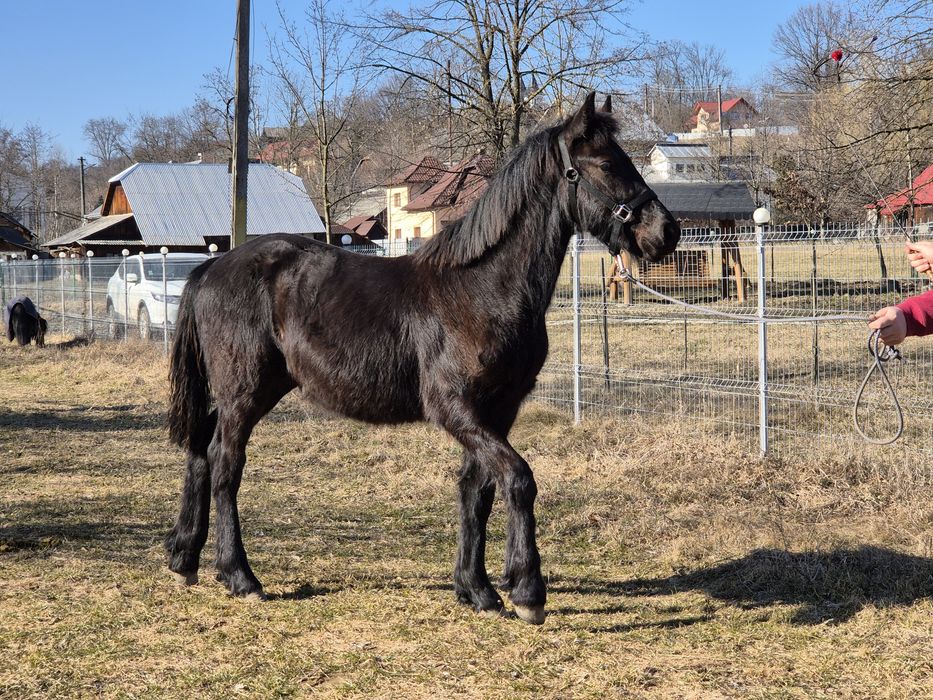 Vând/ schimb Mânz Frizian metis