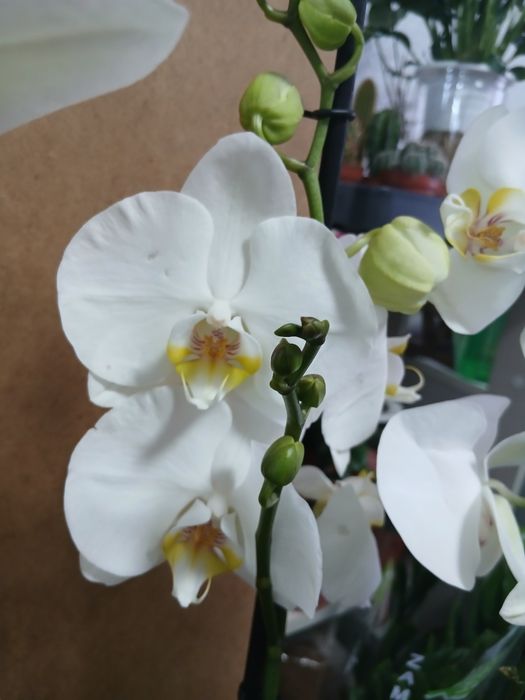 Белая орхидея высота 80-90см