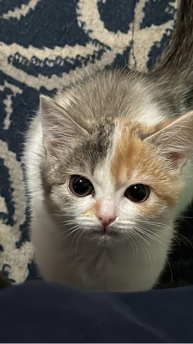 Котёнок, 5 месяцев