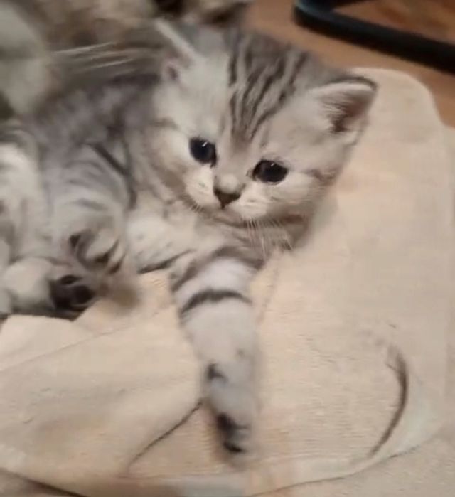 ШоТлаНдскИй КоТик