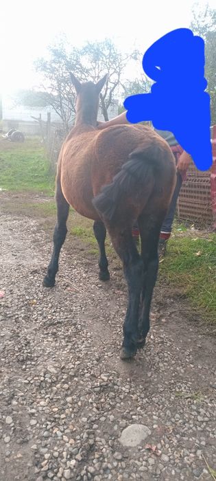 Vand sau schimb manz