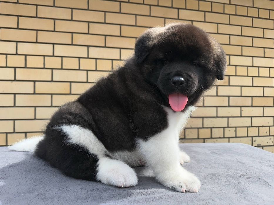 Щенки американской акиты