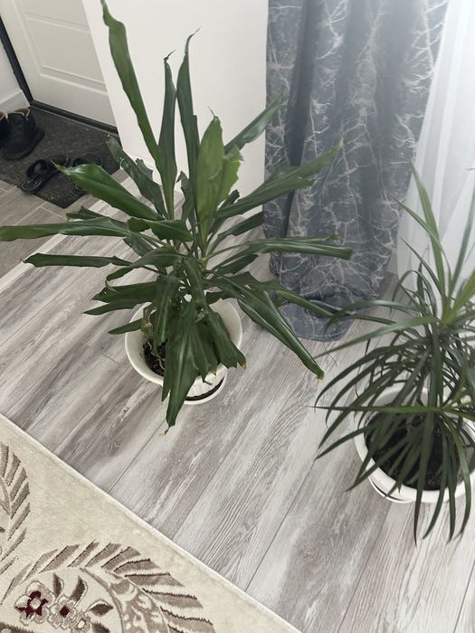 Бөлме өсімдіктері сатылады.Арзан бағада.