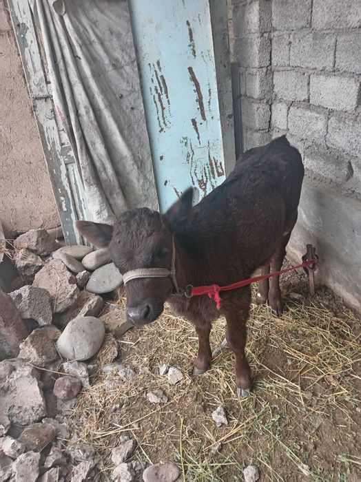 Сигир сотилади, боласи билан