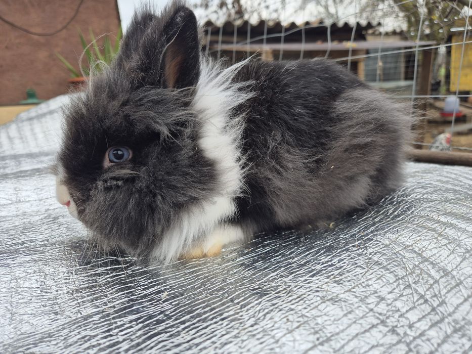 Iepuri cap de leu-mascul