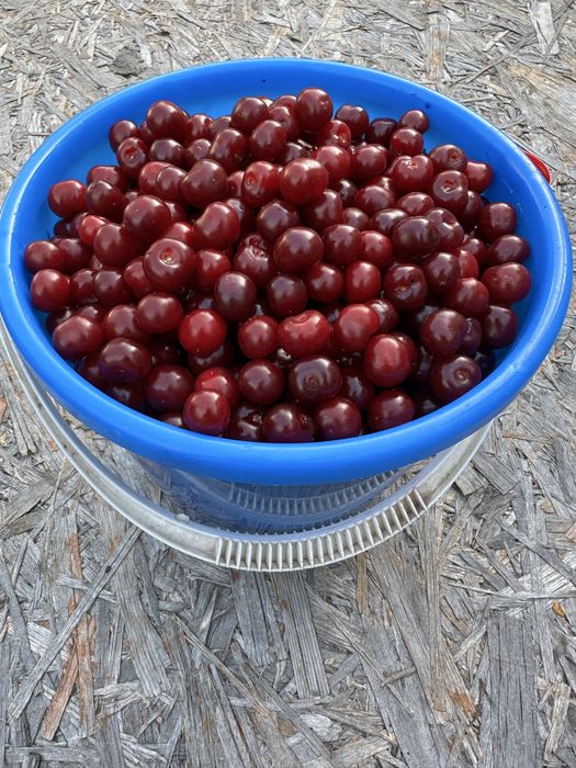 Продам вишню домашнюю