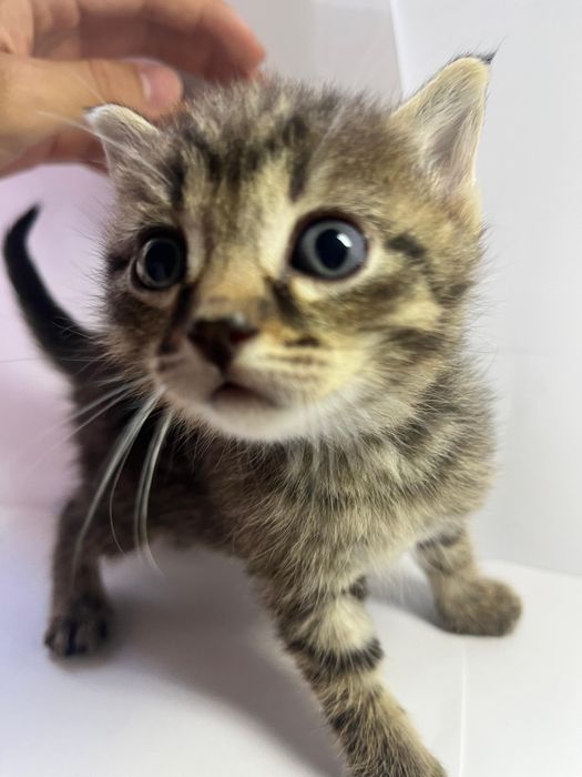 Котята бесплатно