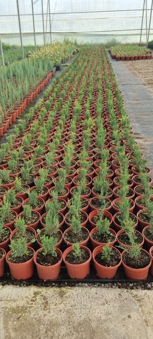 Более 10 000 видов декоративных цветов и декоративных деревьев от перв