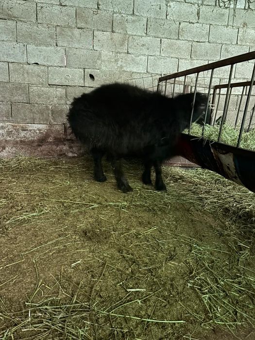 Қойдар сатамын .