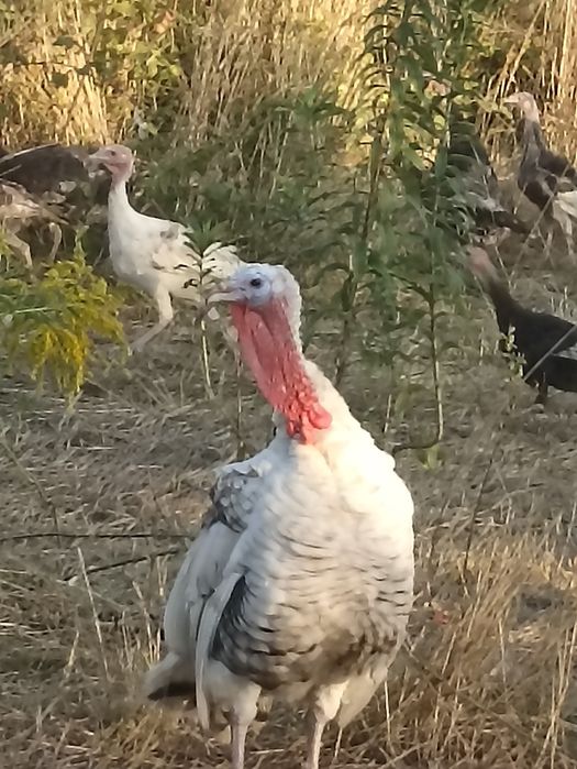 Vând curcani și curci!