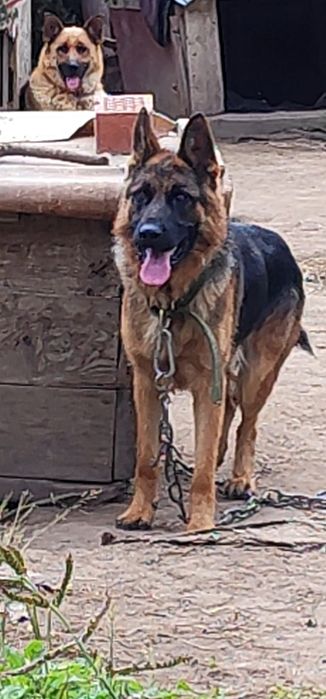 Щенки немецкой овчарки