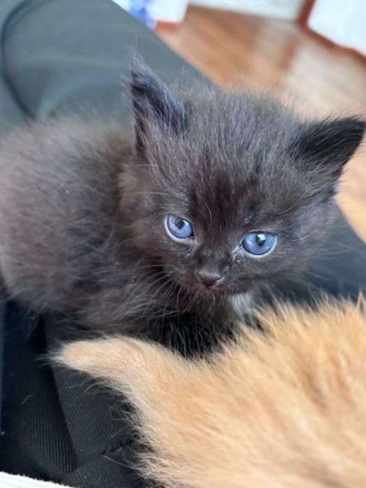 Срочно отдам котенок!