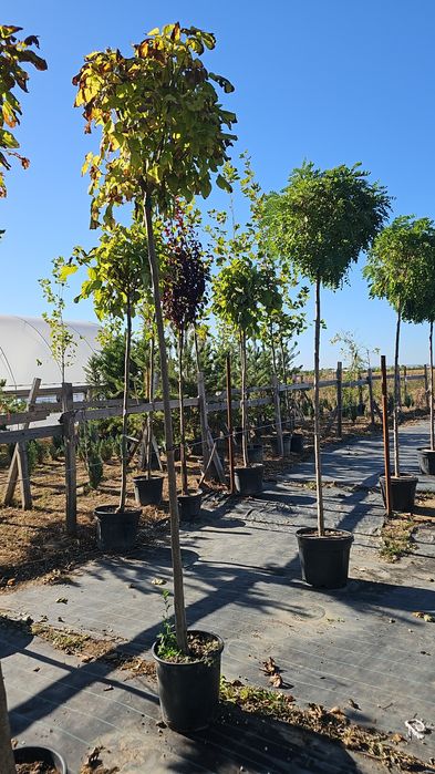 Catalpa globulara - Salcam globular  - Artar Crimson king
