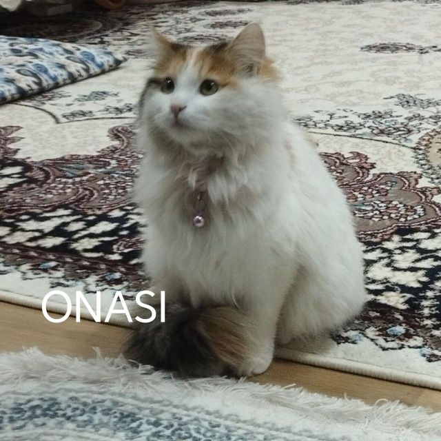 Турецкая ангора бтлалари сотилади