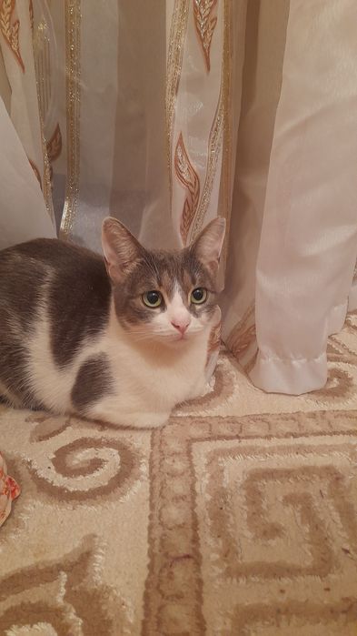 отдам кошку в хорошие руки