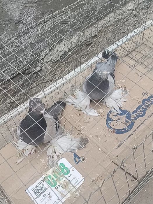 Голуби  пара уды